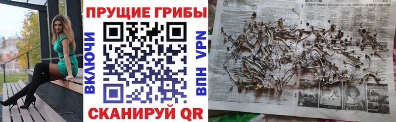 Галлюциногенные грибы мицелий  закладка  Каргополь 
